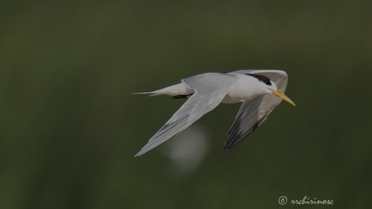 Elegant tern