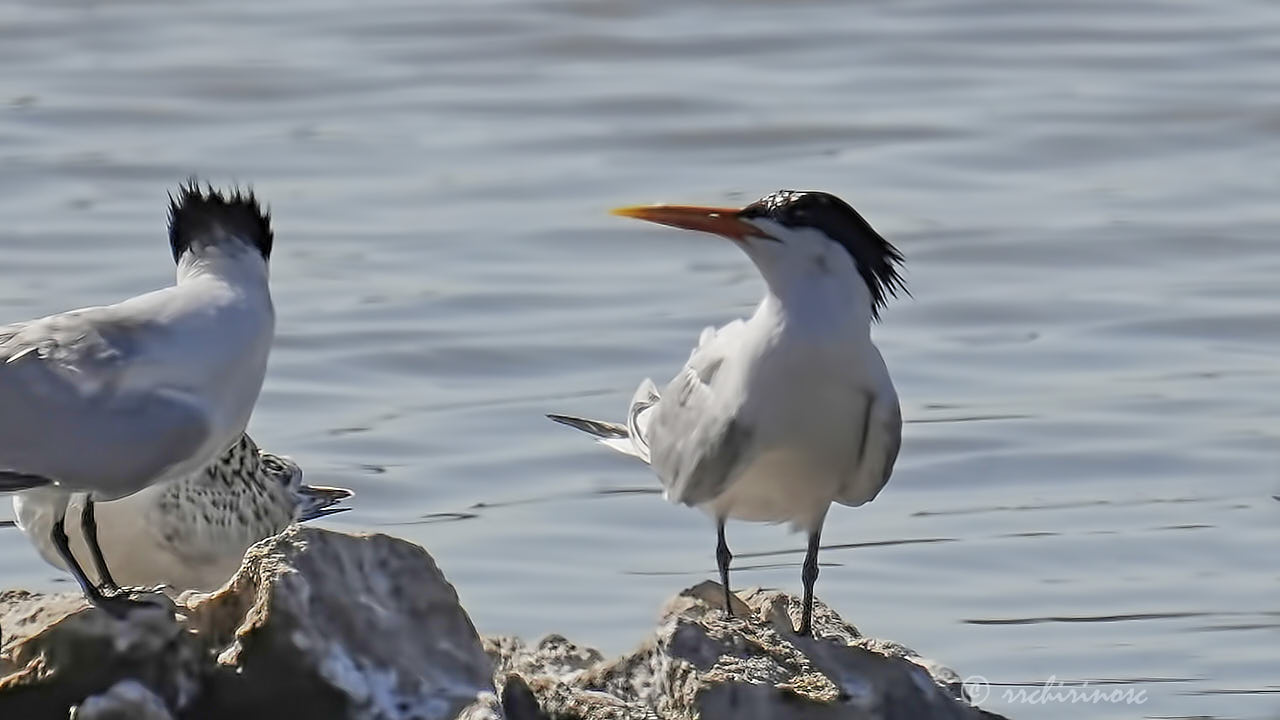 Elegant tern