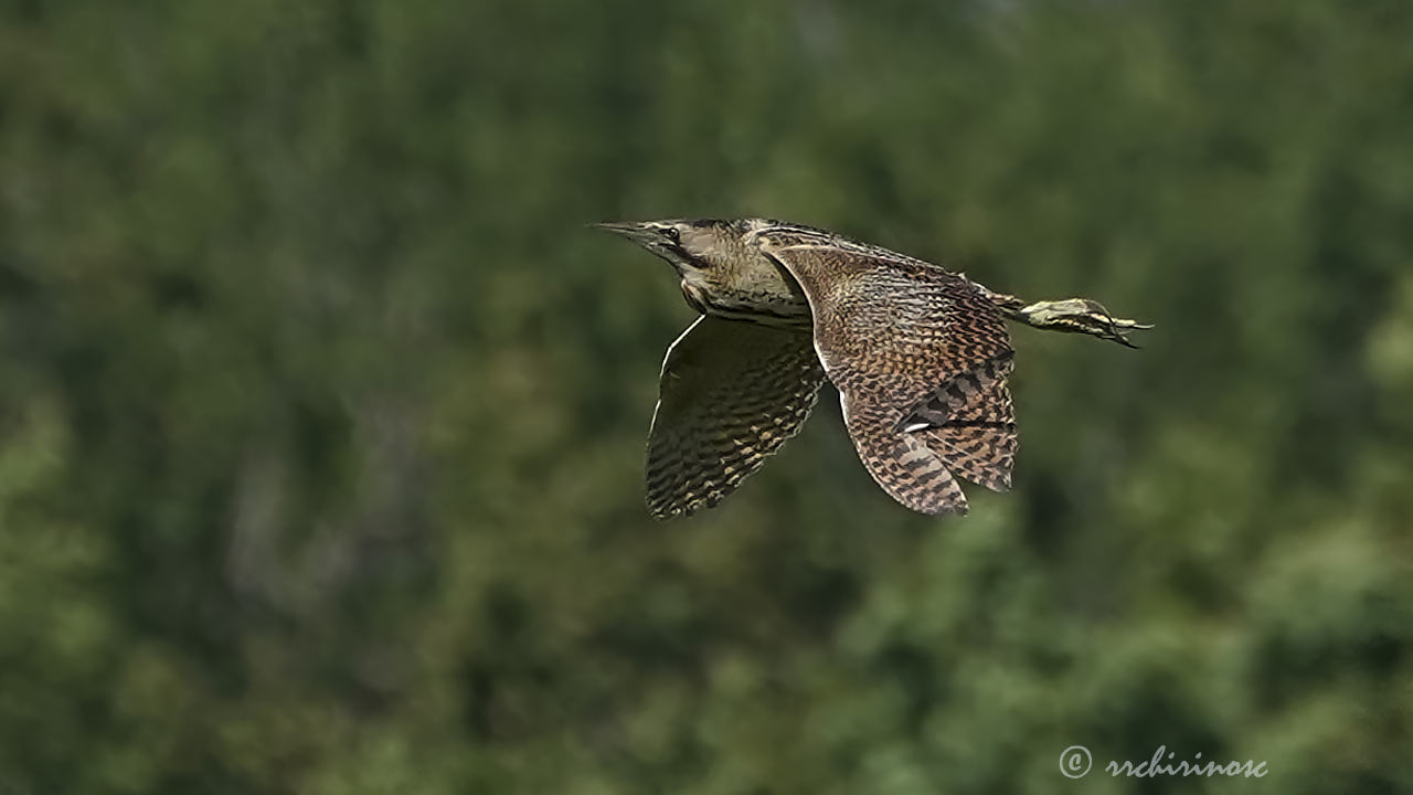 Eurasian bittern