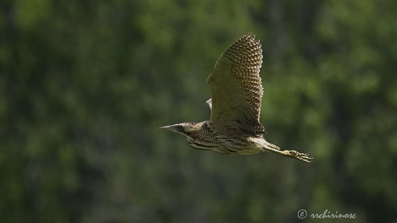 Eurasian bittern