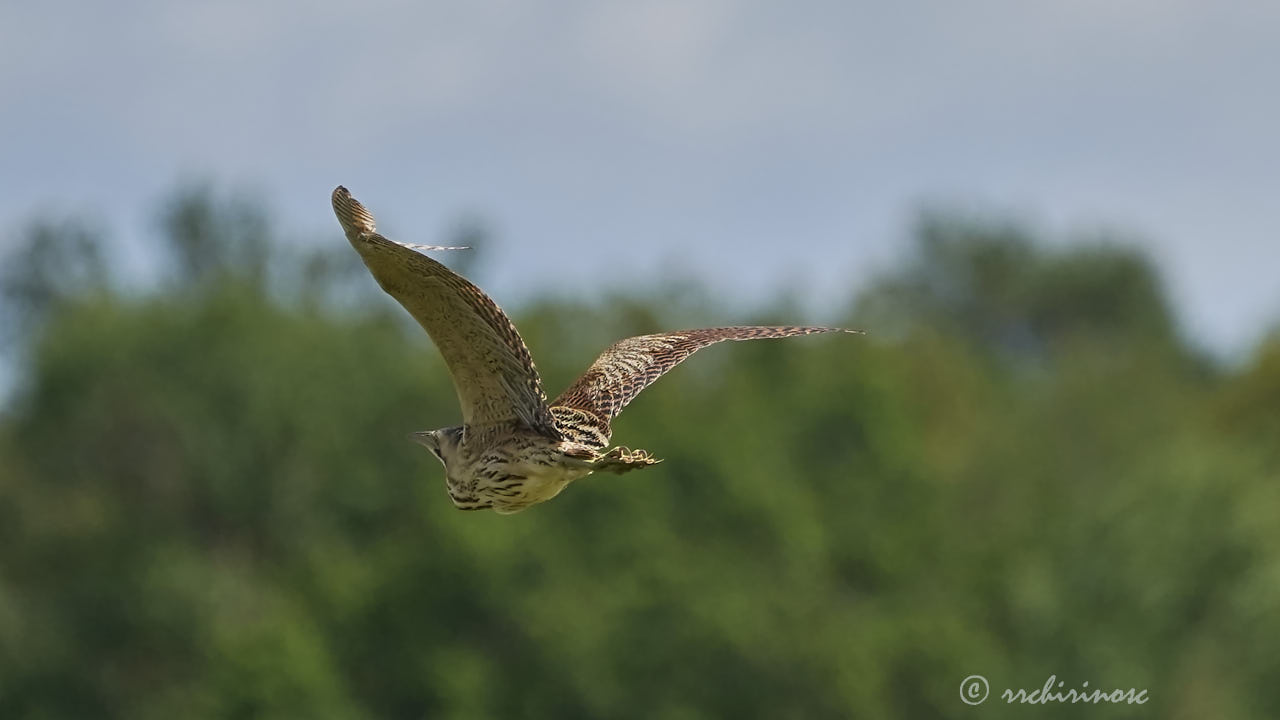 Eurasian bittern