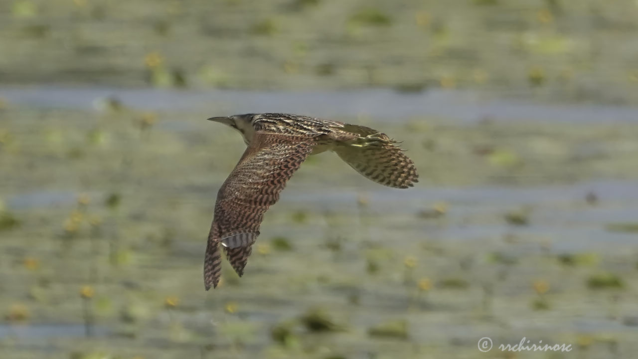 Eurasian bittern