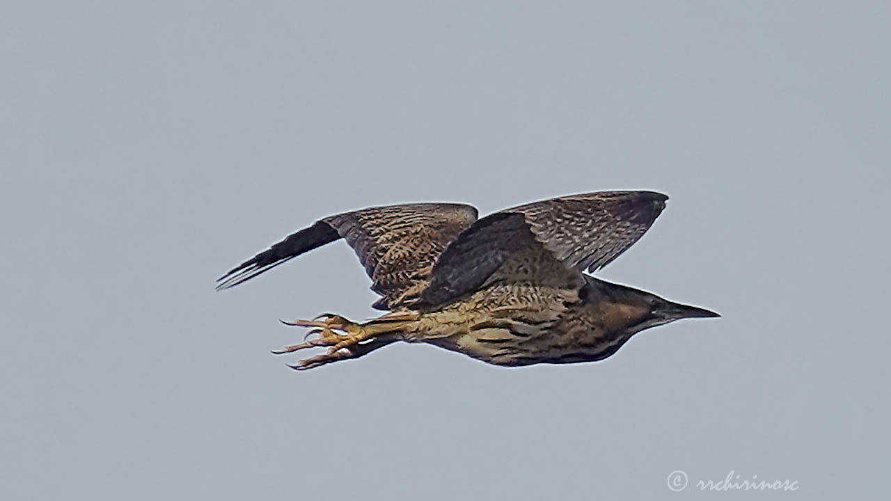 Eurasian bittern