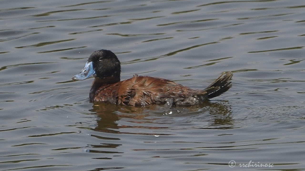 Andean duck