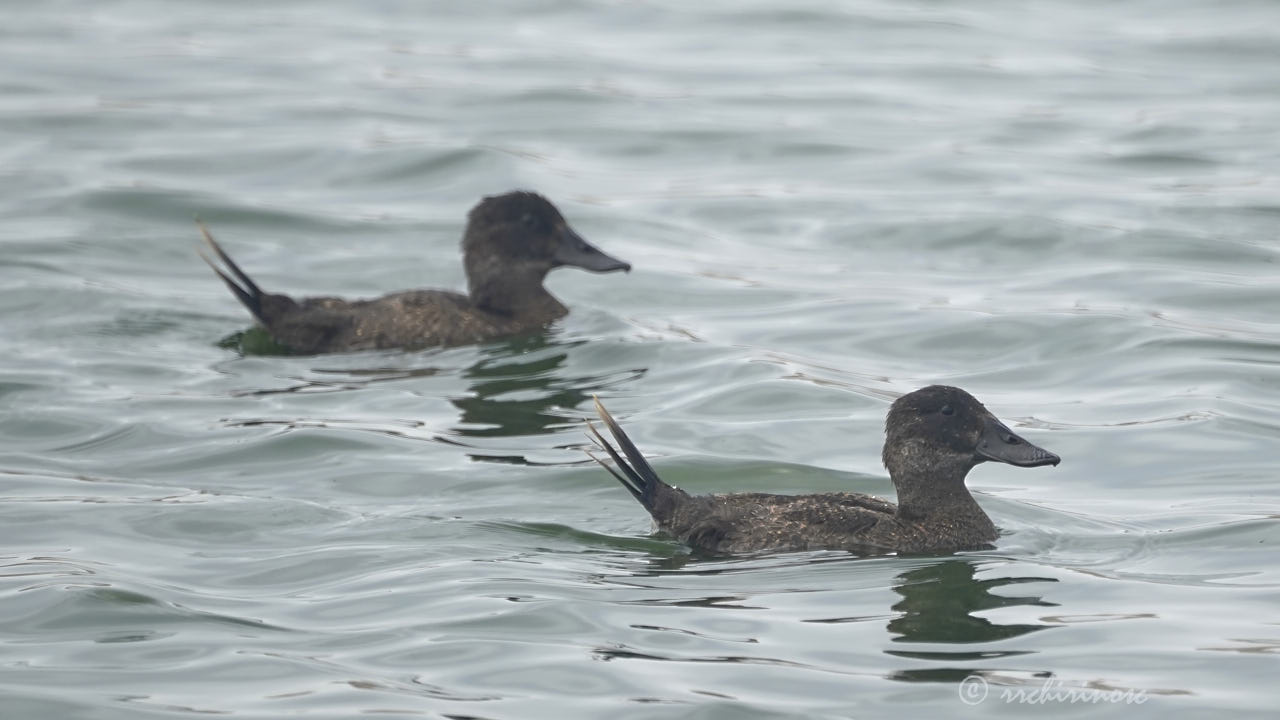 Andean duck