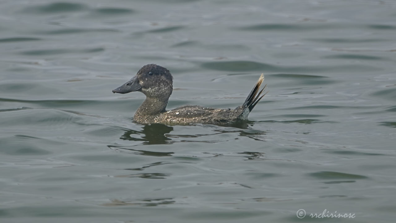 Andean duck