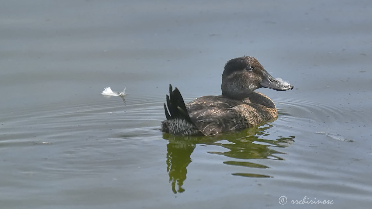 Andean duck