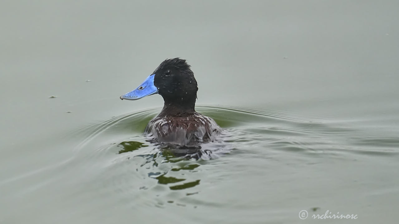 Andean duck