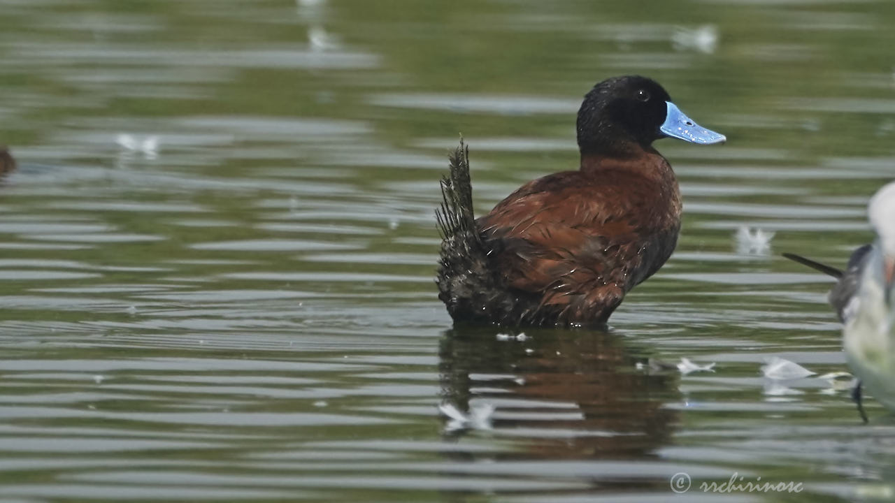 Andean duck