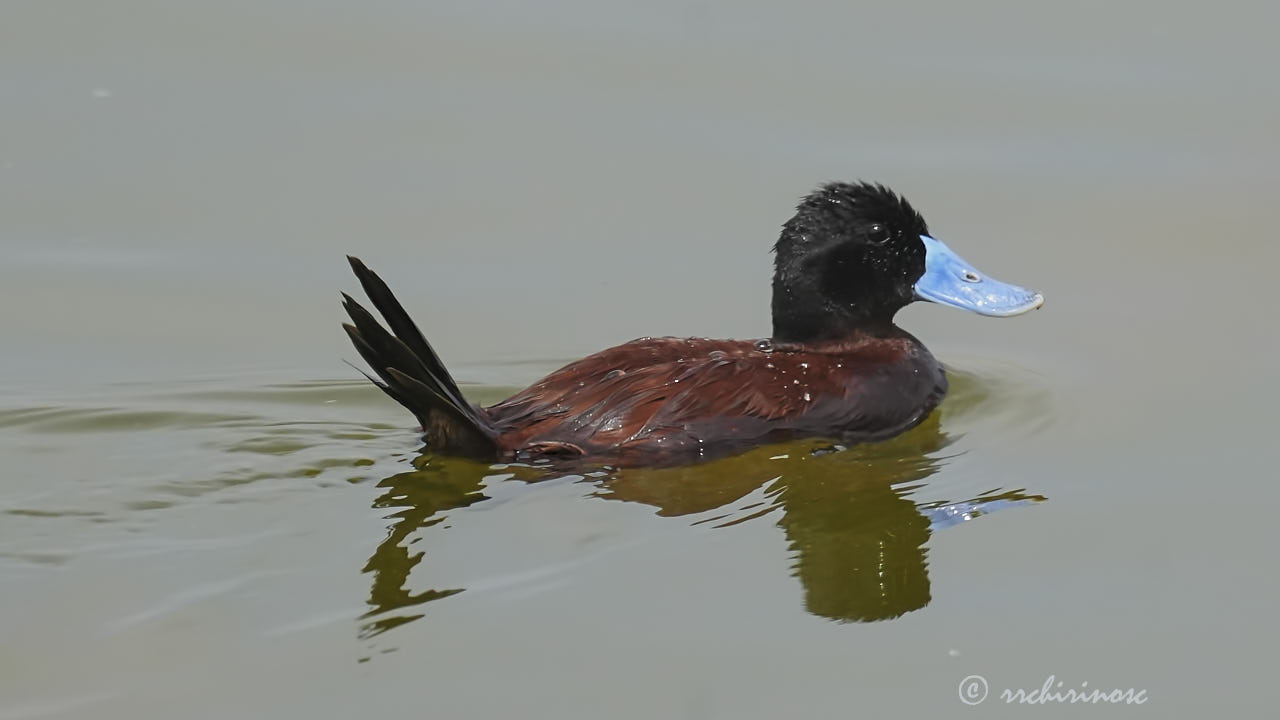 Andean duck