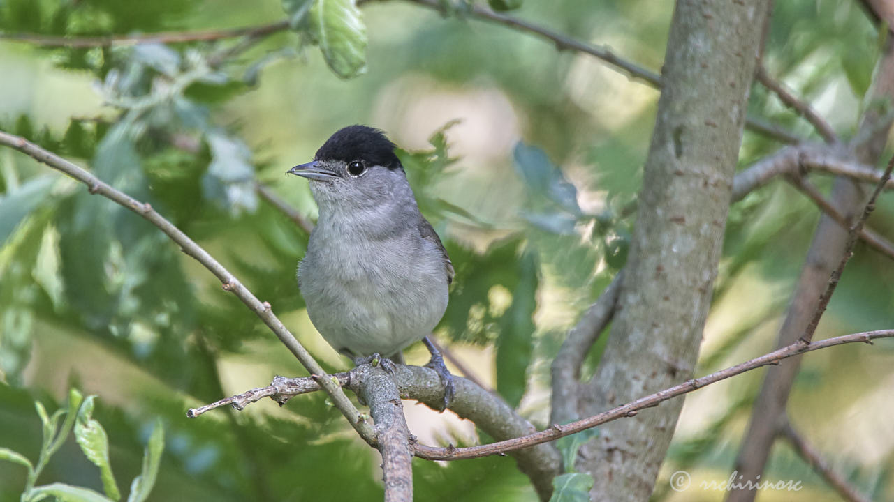 Eurasian blackcap