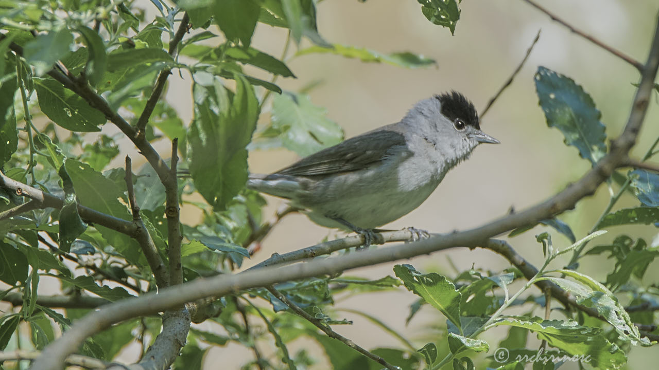 Eurasian blackcap