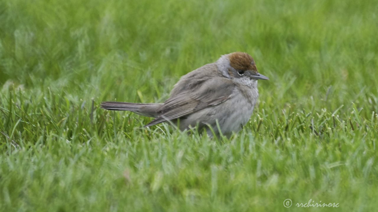 Eurasian blackcap