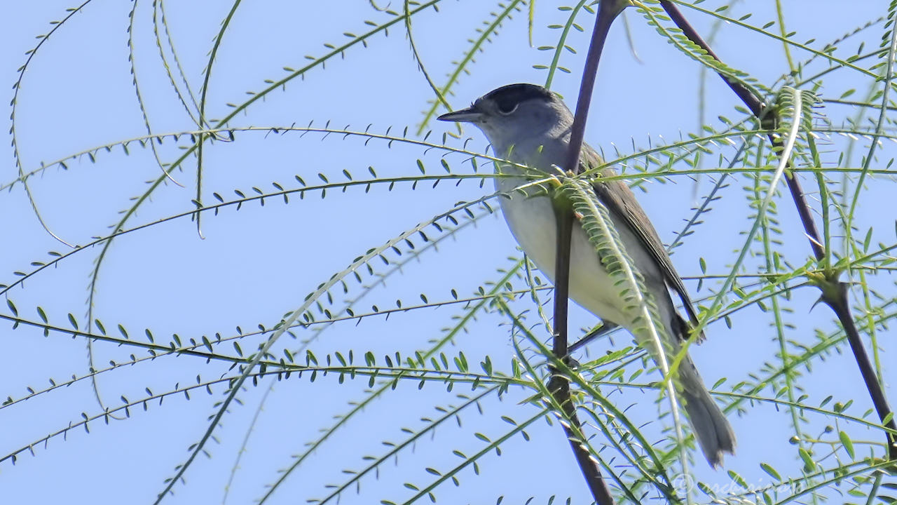 Eurasian blackcap