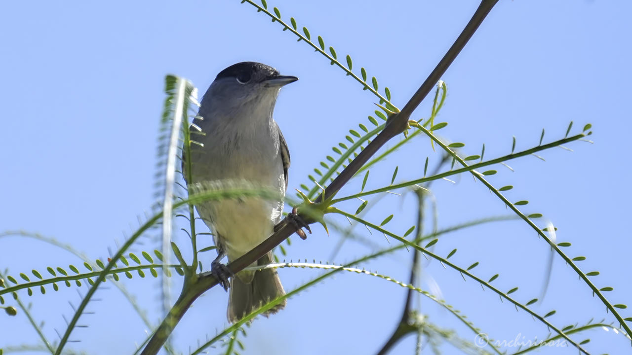 Eurasian blackcap