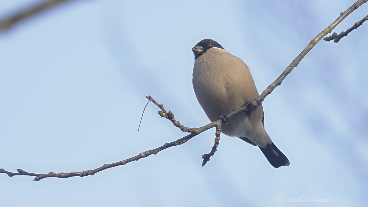 Eurasian bullfinch