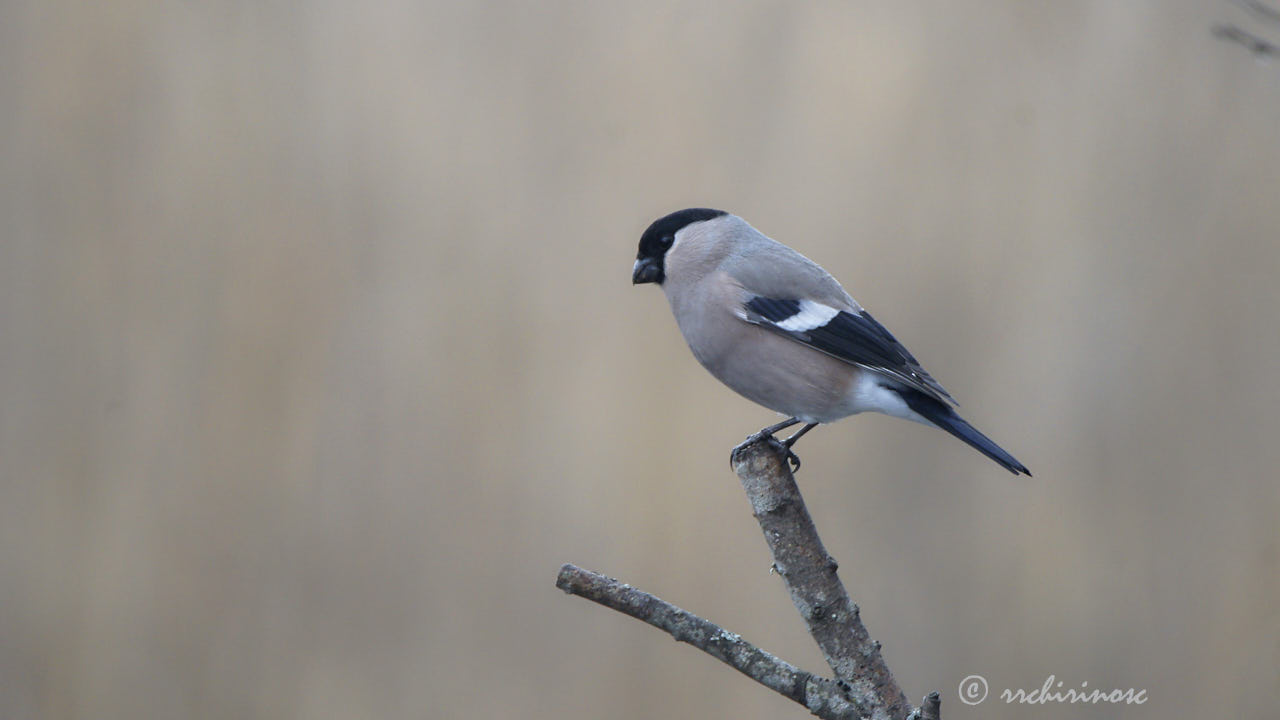 Eurasian bullfinch