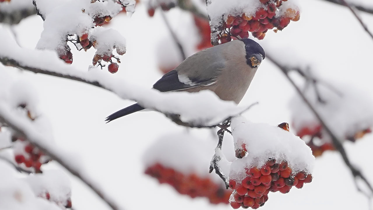 Eurasian bullfinch