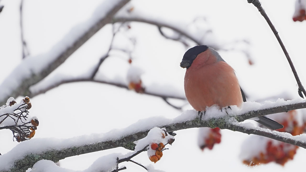 Eurasian bullfinch