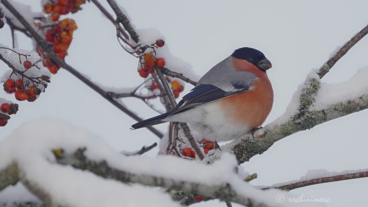 Eurasian bullfinch