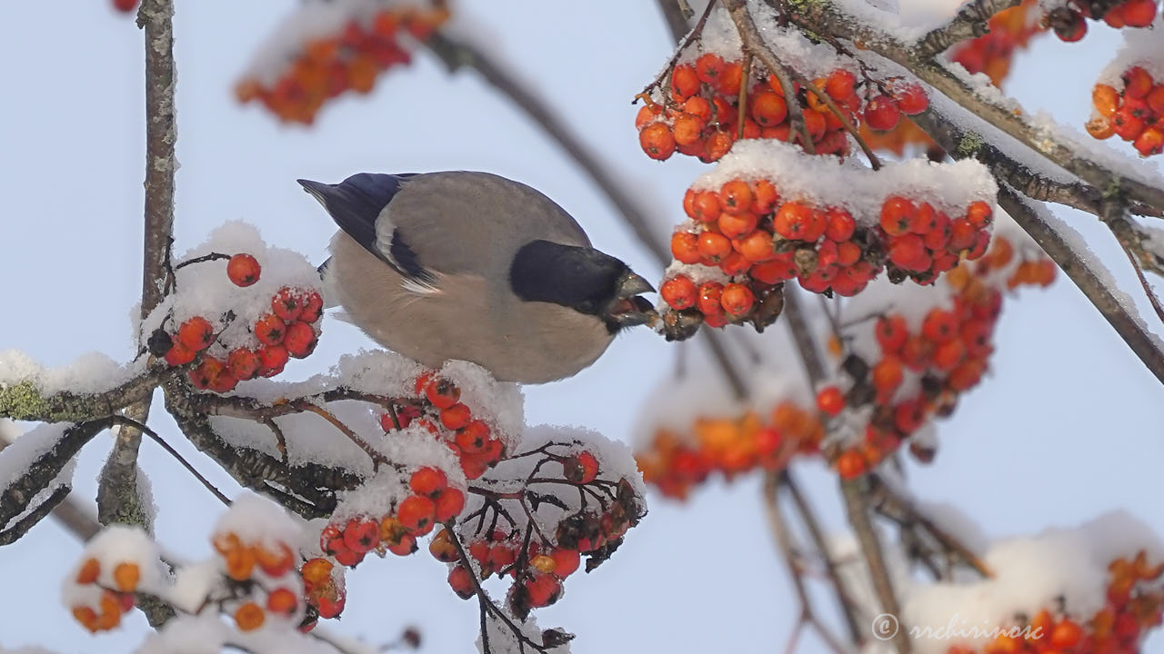 Eurasian bullfinch