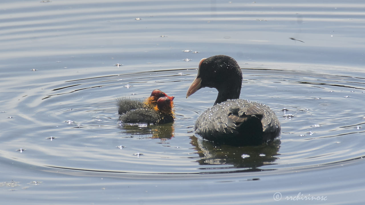 Eurasian coot