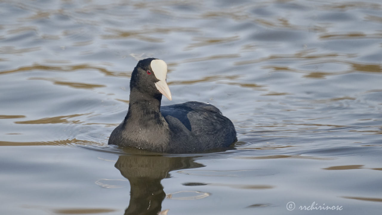 Eurasian coot