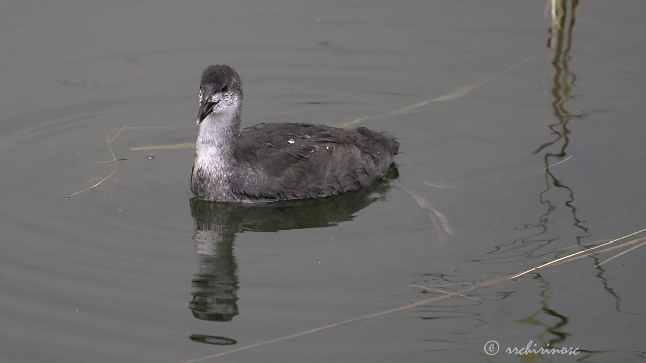 Eurasian coot