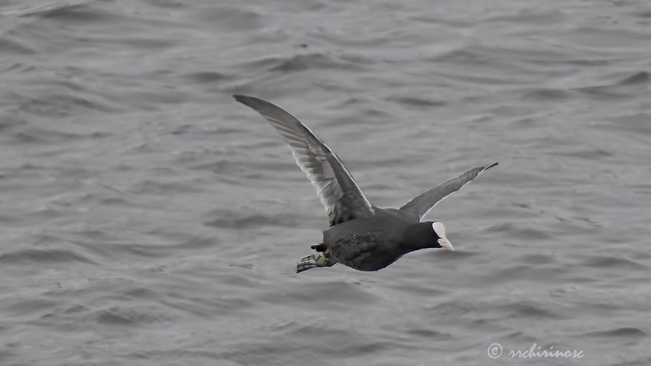 Eurasian coot