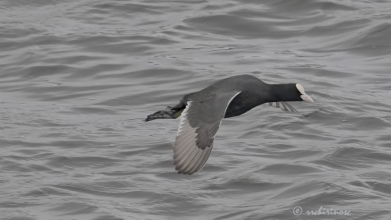 Eurasian coot