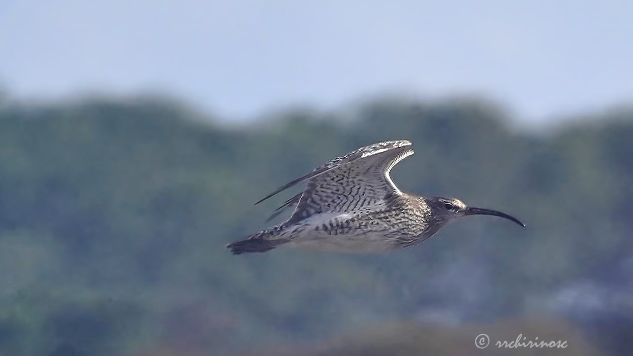 Eurasian curlew