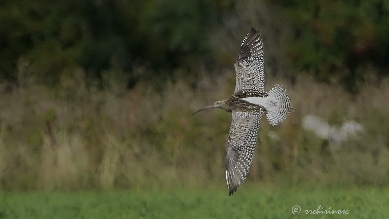 Eurasian curlew