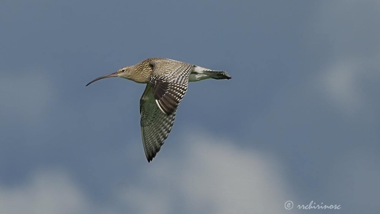 Eurasian curlew