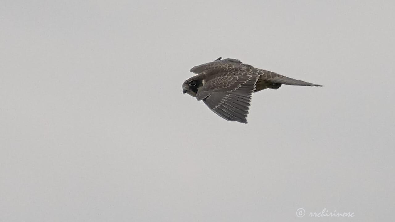 Eurasian hobby