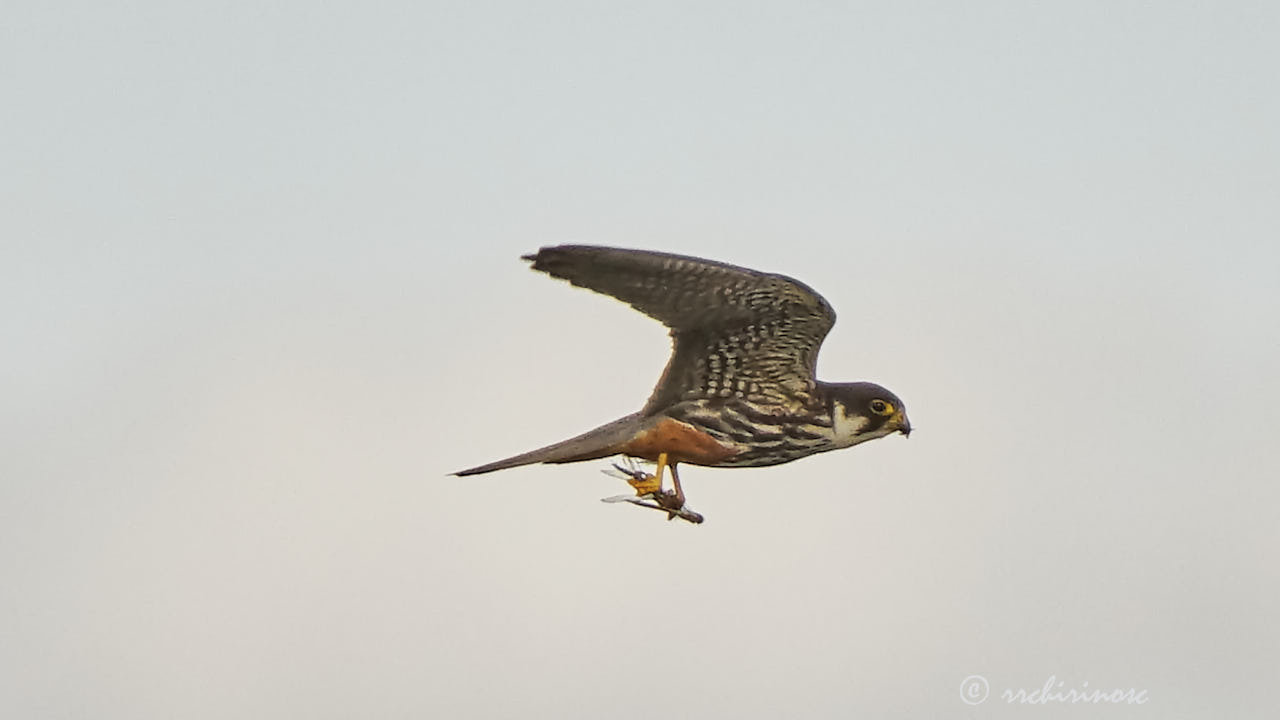 Eurasian hobby