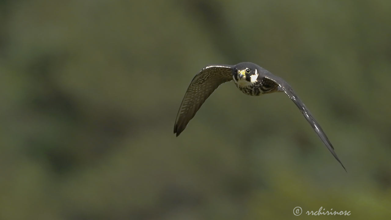 Eurasian hobby