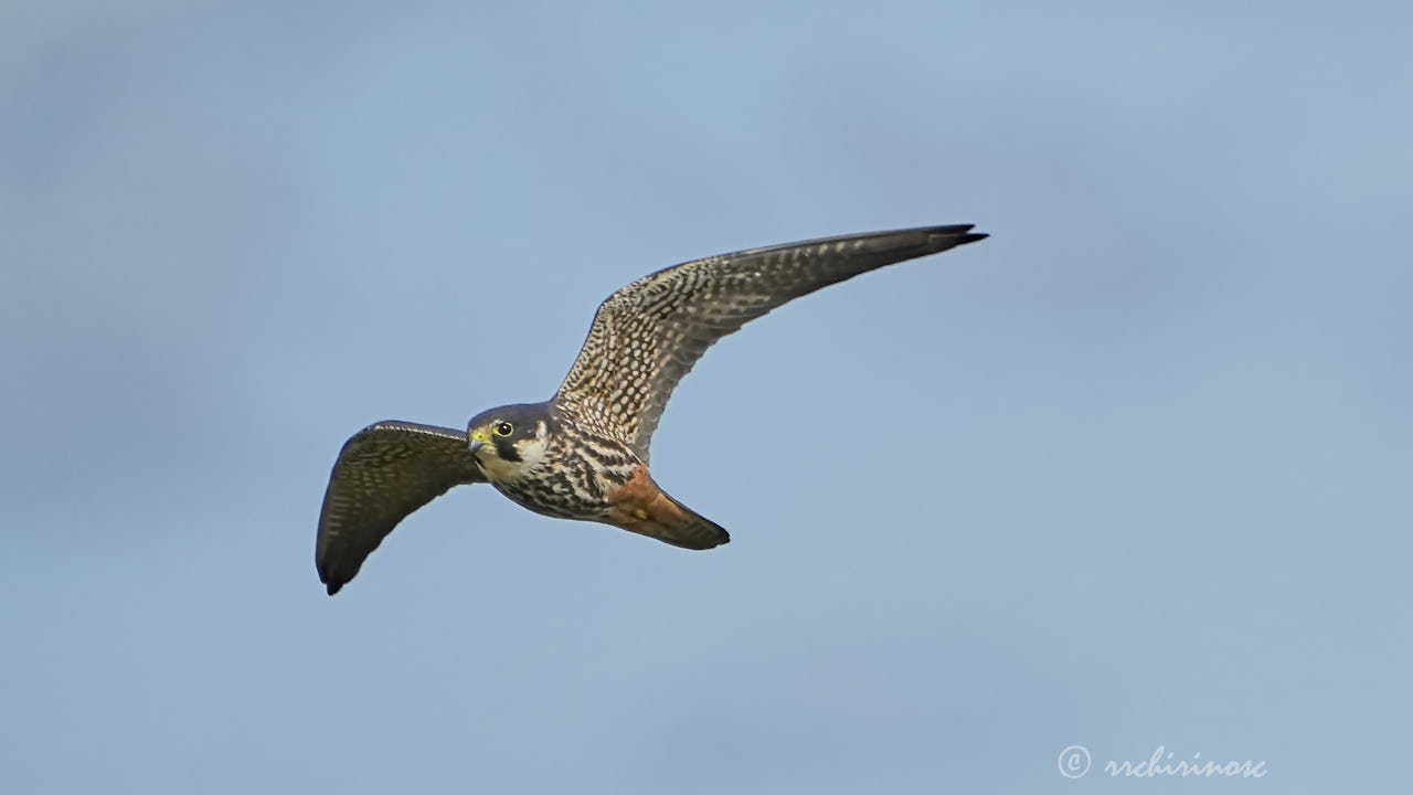 Eurasian hobby