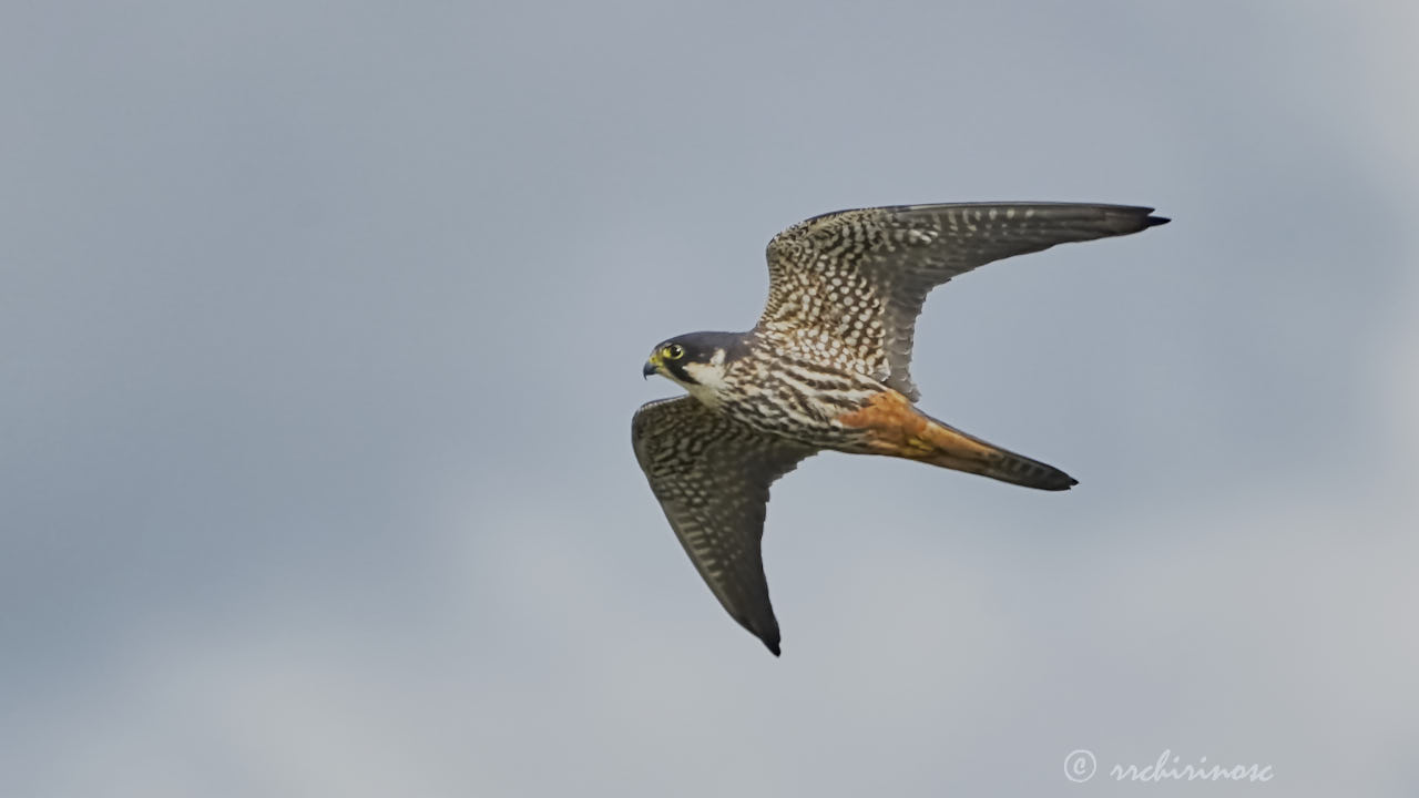 Eurasian hobby