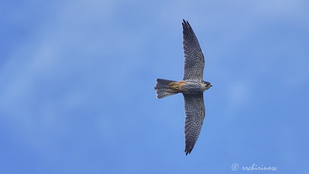 Eurasian hobby