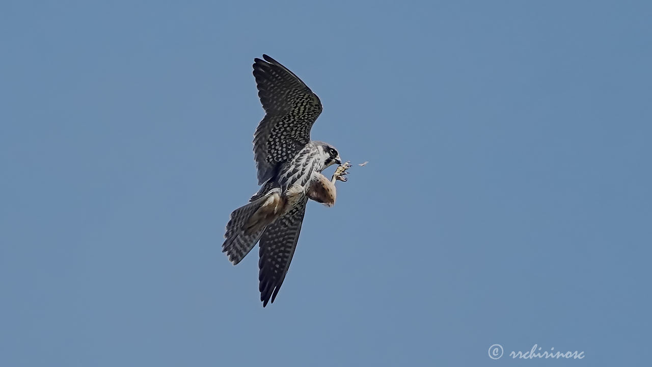 Eurasian hobby