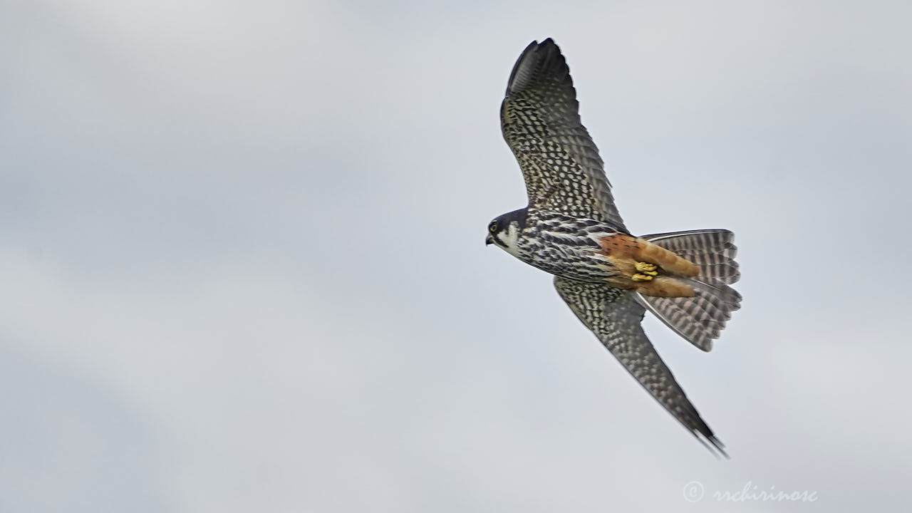 Eurasian hobby