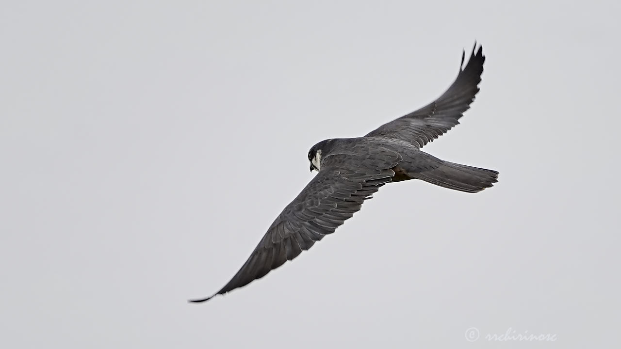 Eurasian hobby