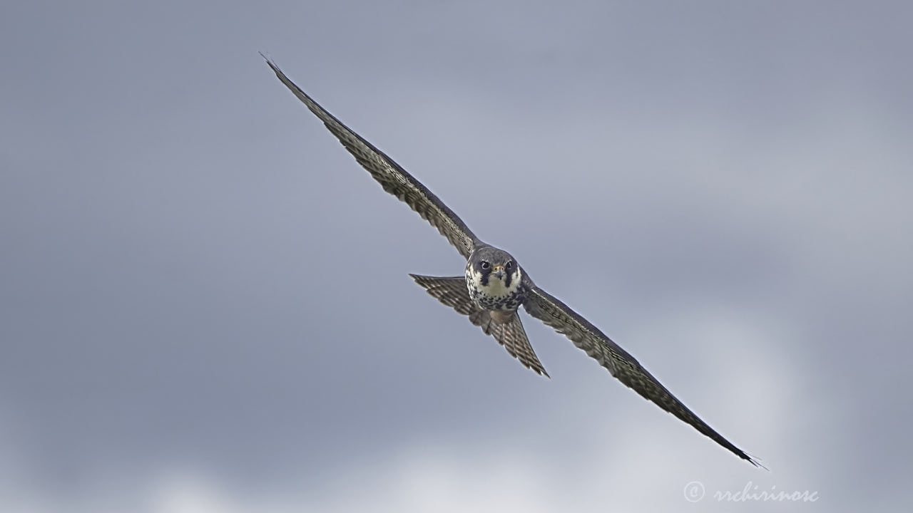 Eurasian hobby