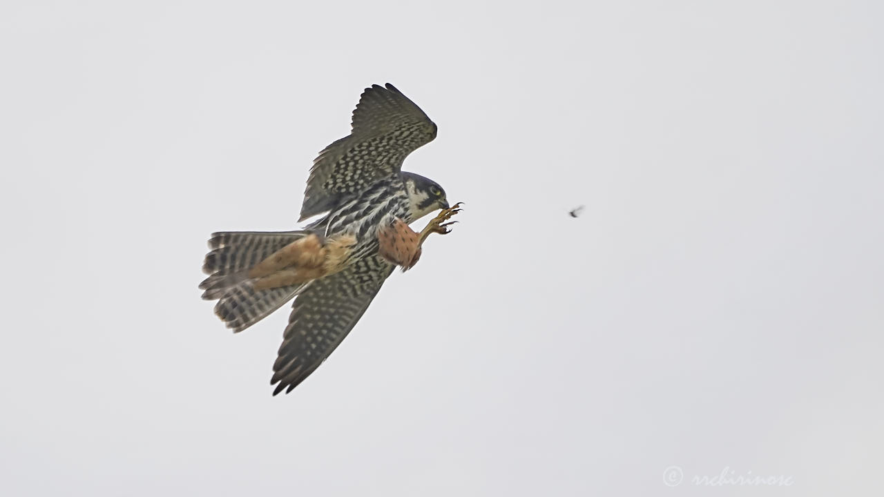 Eurasian hobby