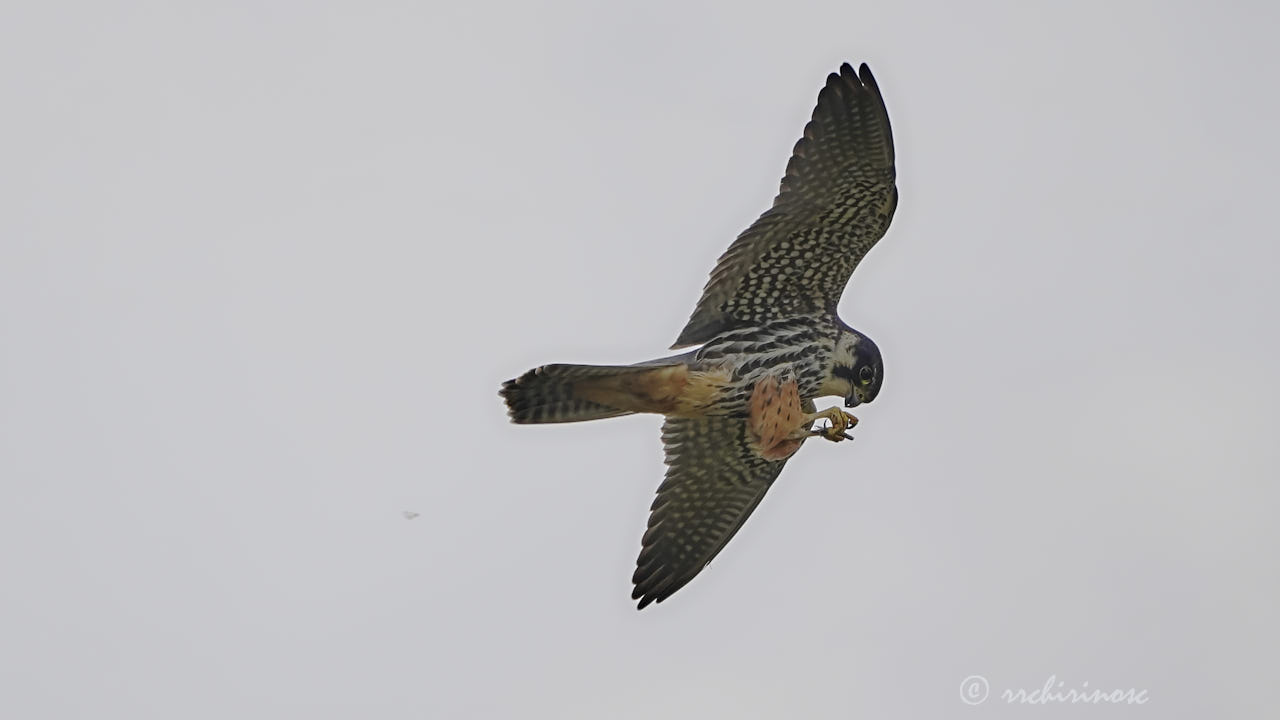 Eurasian hobby