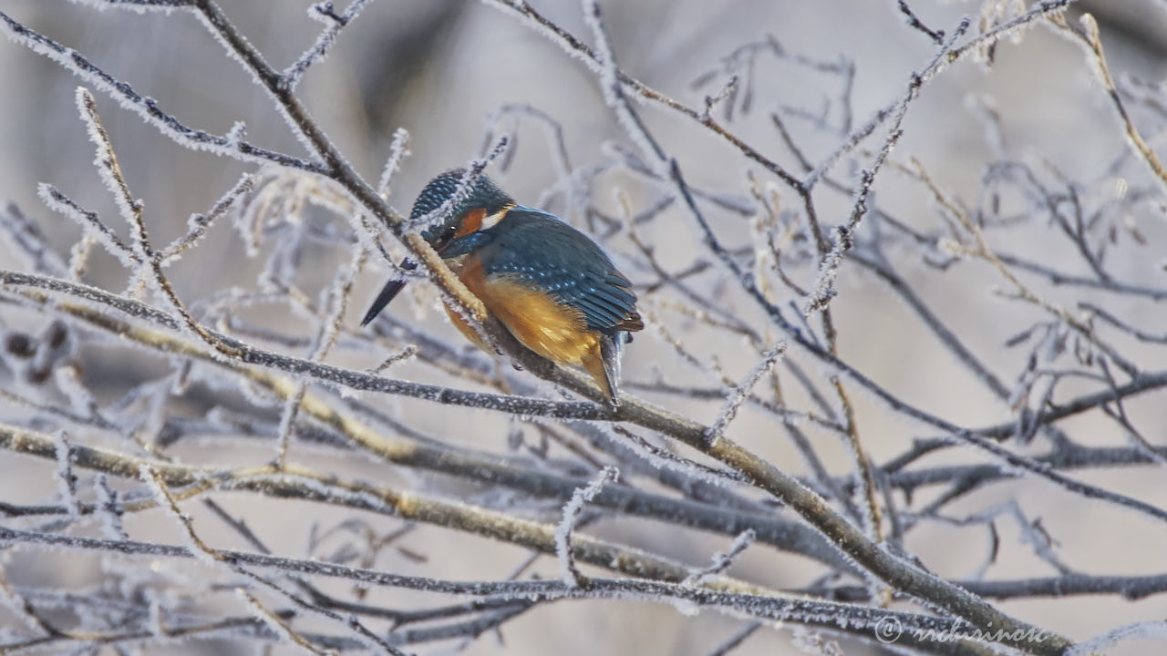 Eurasian kingfisher