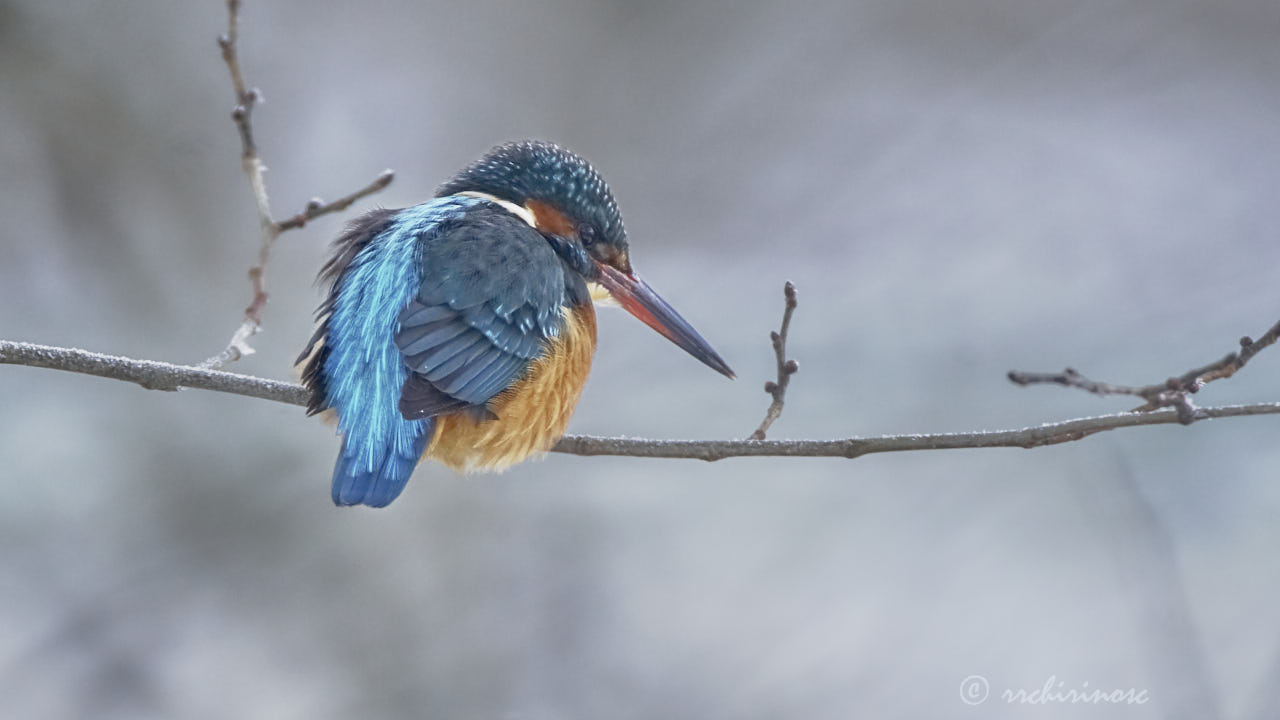 Eurasian kingfisher