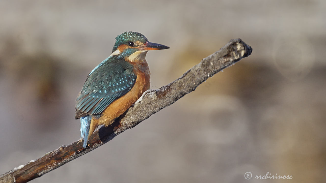 Eurasian kingfisher