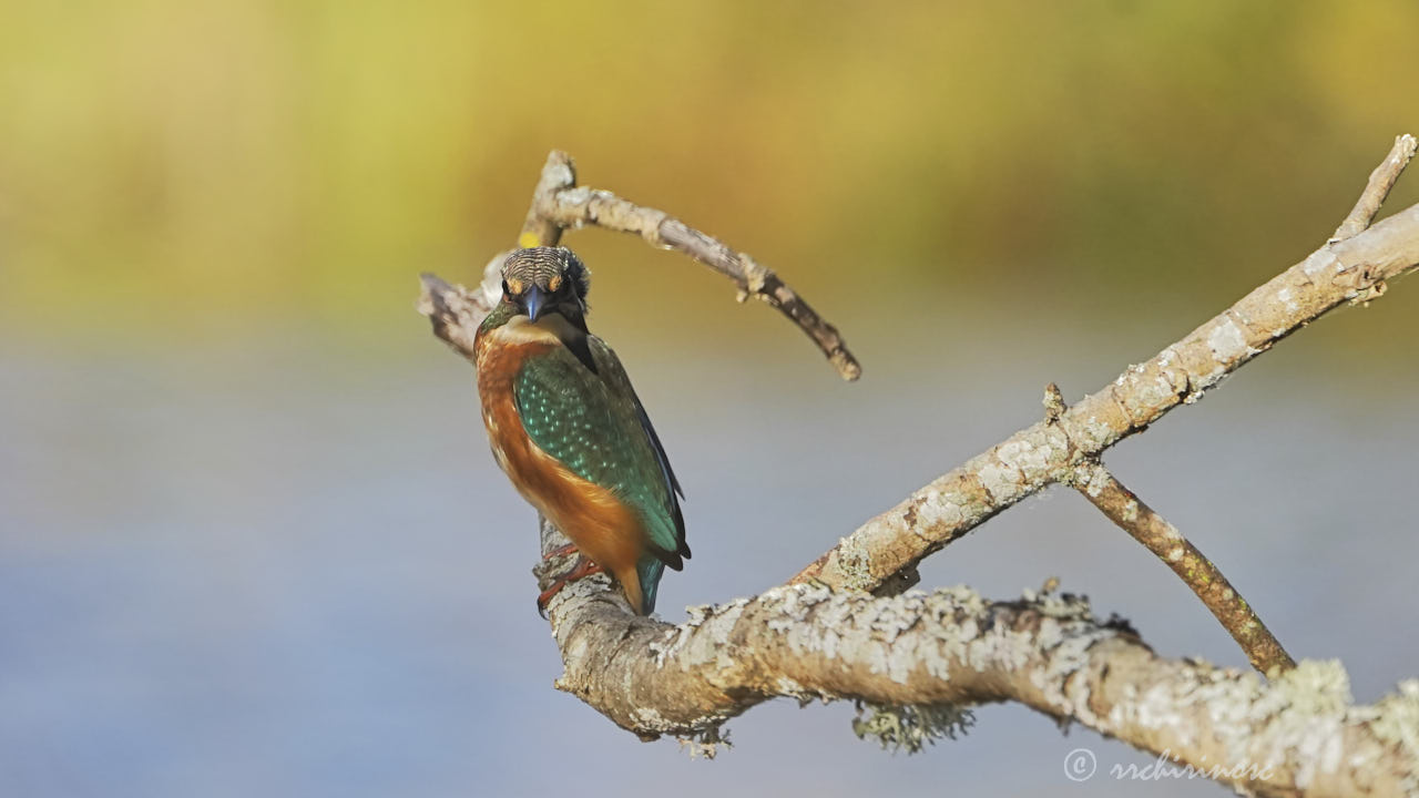 Eurasian kingfisher