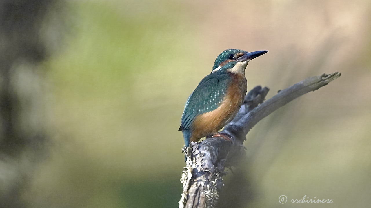 Eurasian kingfisher